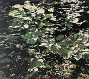 Silberlicht 2, 2024, Linolschnitt auf Leinwand, 80 x 90 cm