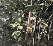 Silberlicht 3, 2024, Linolschnitt auf Leinwand, 80 x 90 cm