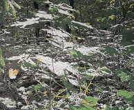 Silberlicht, 2024, Linolschnitt auf Leinwand, 150 x 180 cm