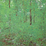 grafenbergerwaldsep12_frei_1200