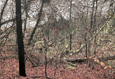 Westensee, 2023, Linolschnitt auf Leinwand, 110 x 160 cm