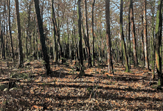 Grafenbergerwald, 2023, Linolschnitt auf Leinwand, 110 x 160 cm